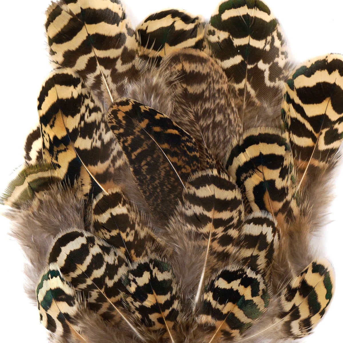 Chinchilla Peacock Feather Plumage[{WEDDING CENTERPIECES}] - Natural - Feathers