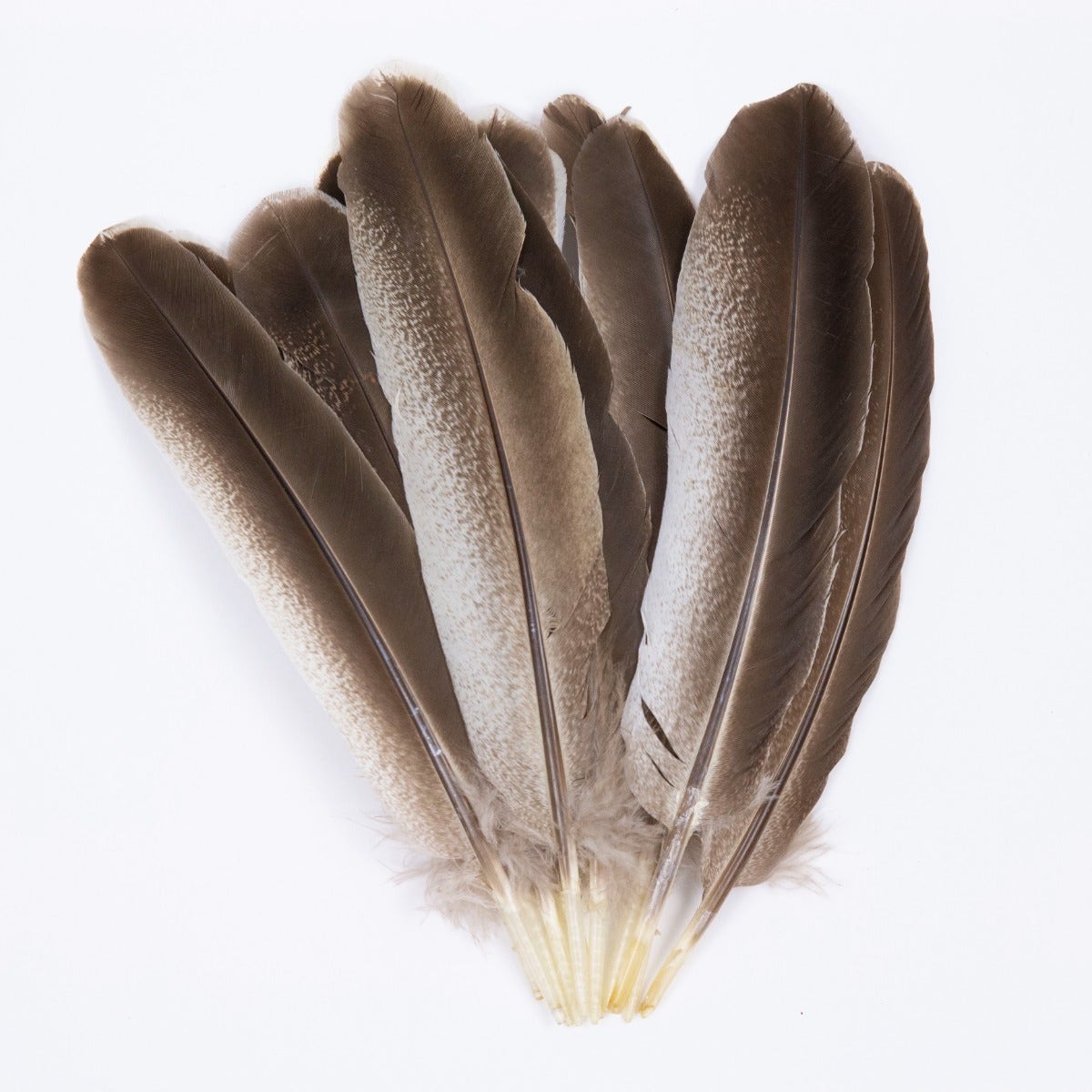 Cinnamon Turkey Quills Selected Feathers - Black-Eggshell-Natural - 12 Pieces - Feathers