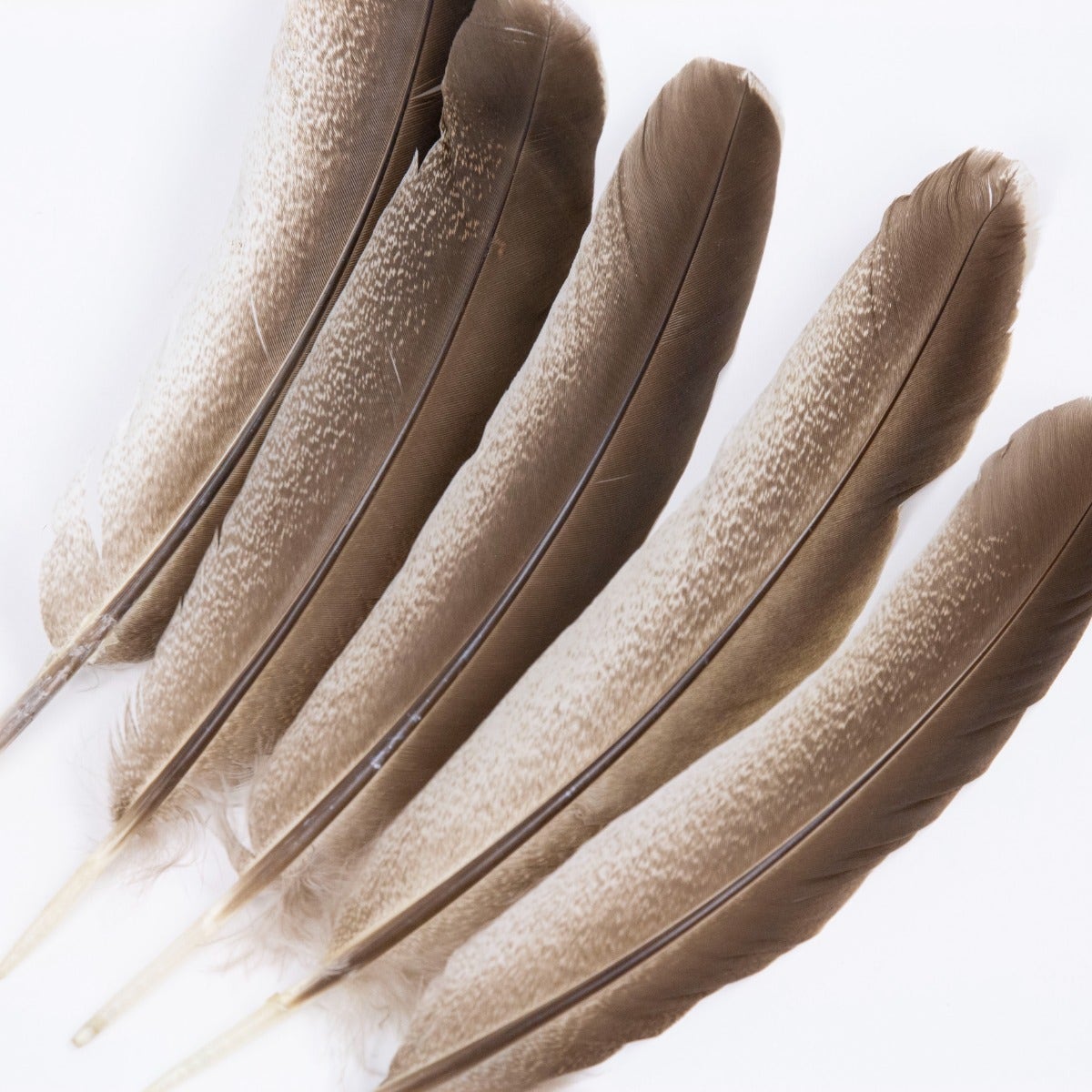 Cinnamon Turkey Quills Selected Feathers - Black-Eggshell-Natural - 12 Pieces - Feathers