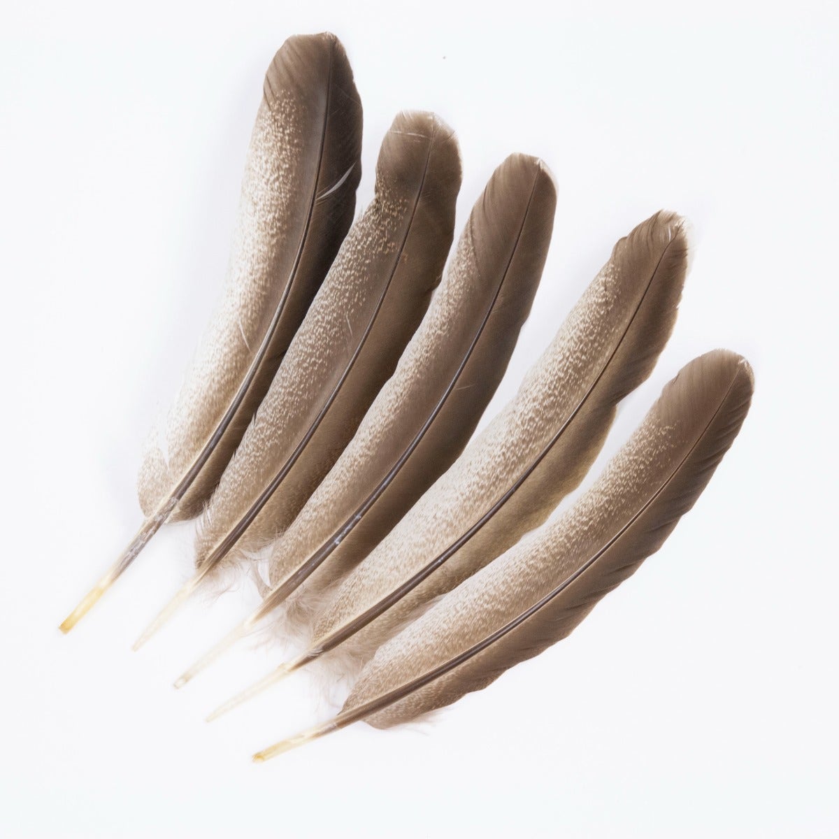 Cinnamon Turkey Quills Selected Feathers - Black-Eggshell-Natural - 12 Pieces - Feathers