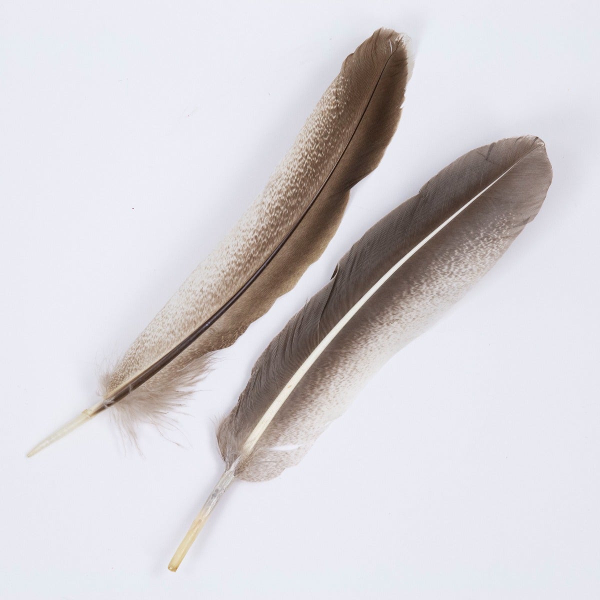 Cinnamon Turkey Quills Selected Feathers - Black-Eggshell-Natural - 12 Pieces - Feathers