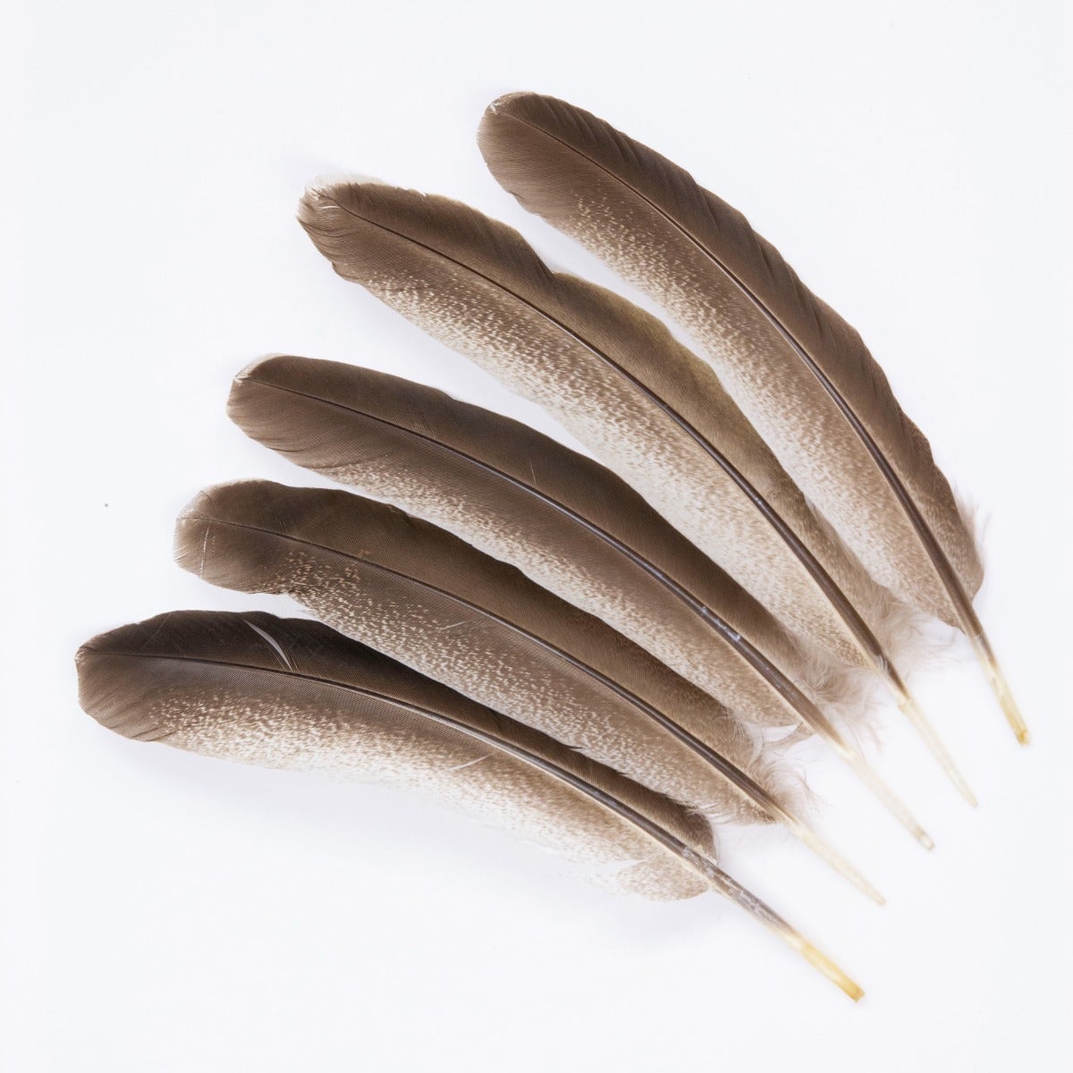 Cinnamon Turkey Quills Selected Feathers - Black-Eggshell-Natural - 12 Pieces - Feathers