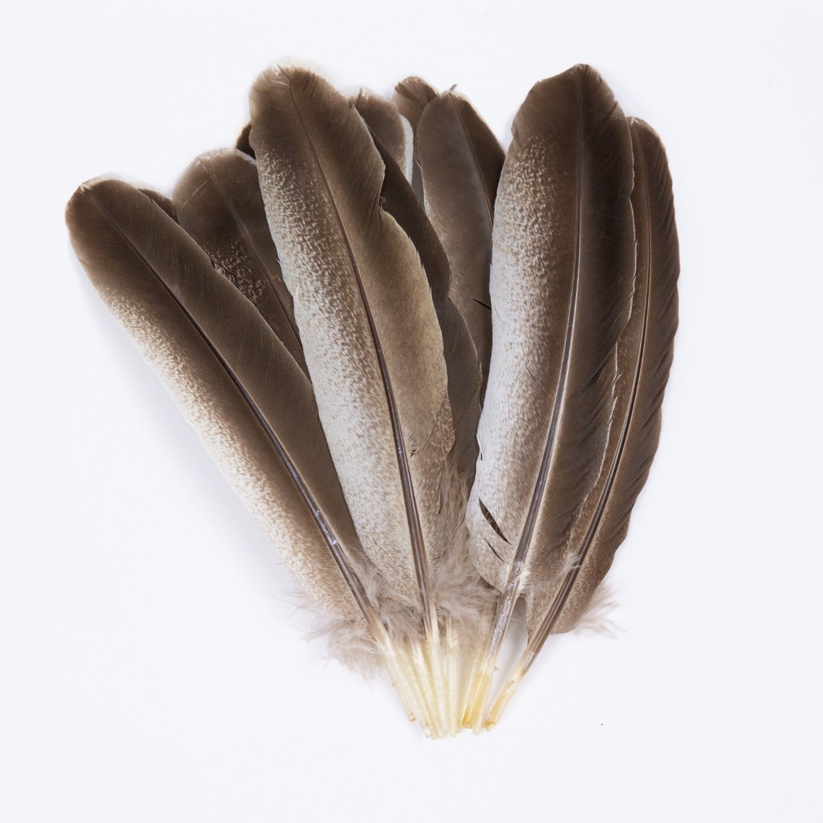 Cinnamon Turkey Quills Selected Feathers - Black-Eggshell-Natural - 12 Pieces - Feathers