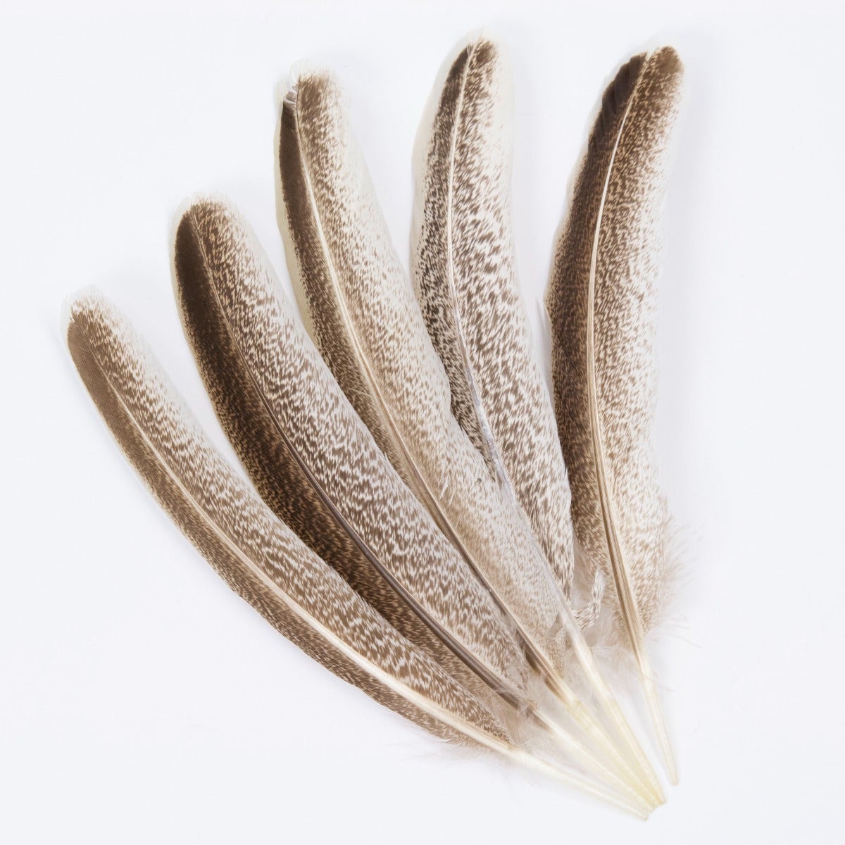 Cinnamon Turkey Quills Selected Feathers - Natural - Feathers