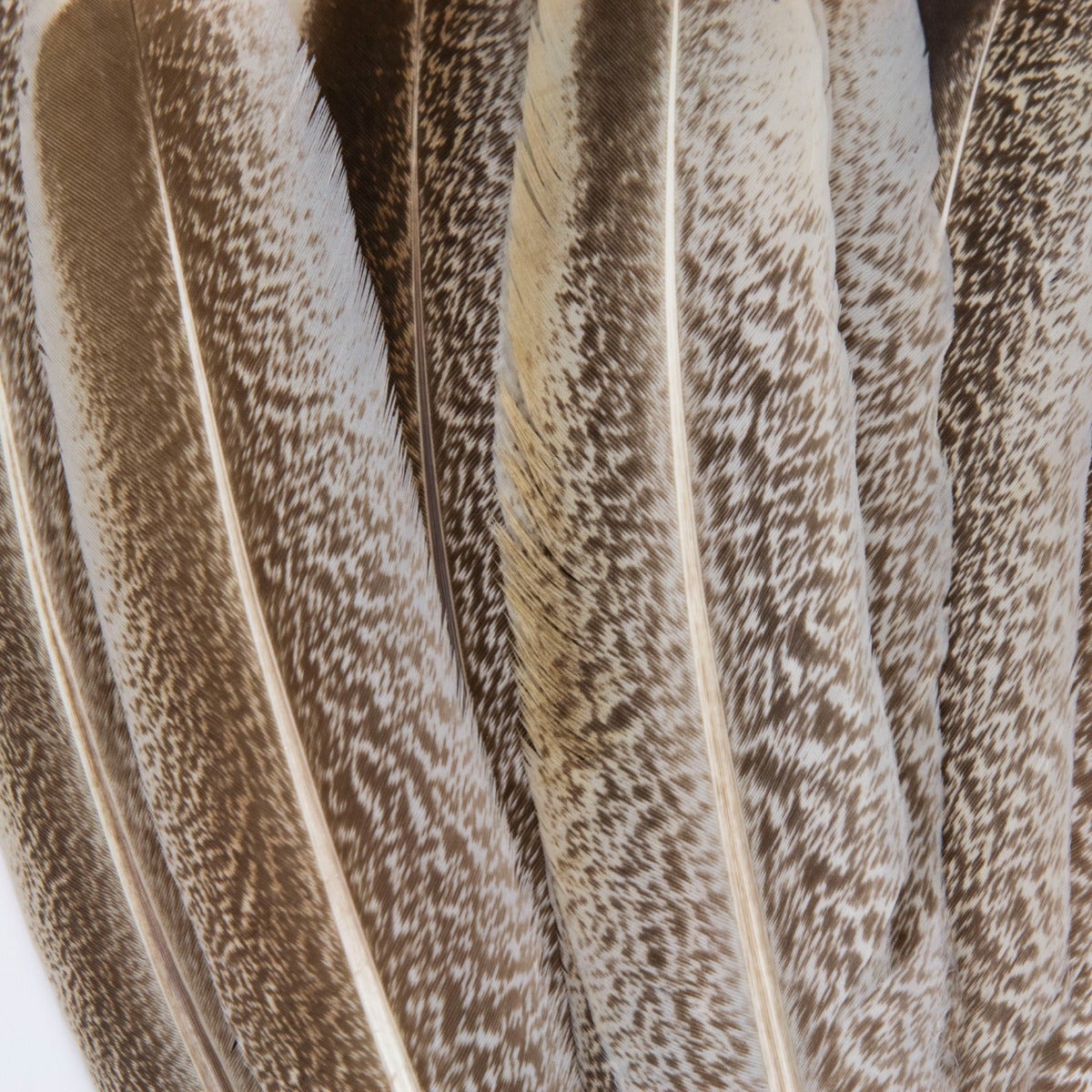 Cinnamon Turkey Quills Selected Feathers - Natural - Feathers