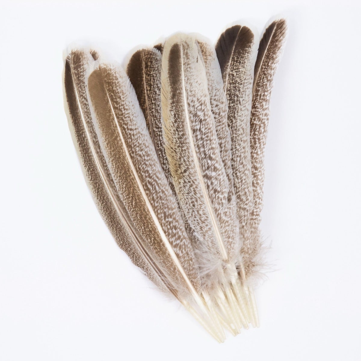 Cinnamon Turkey Quills Selected Feathers - Natural - Feathers