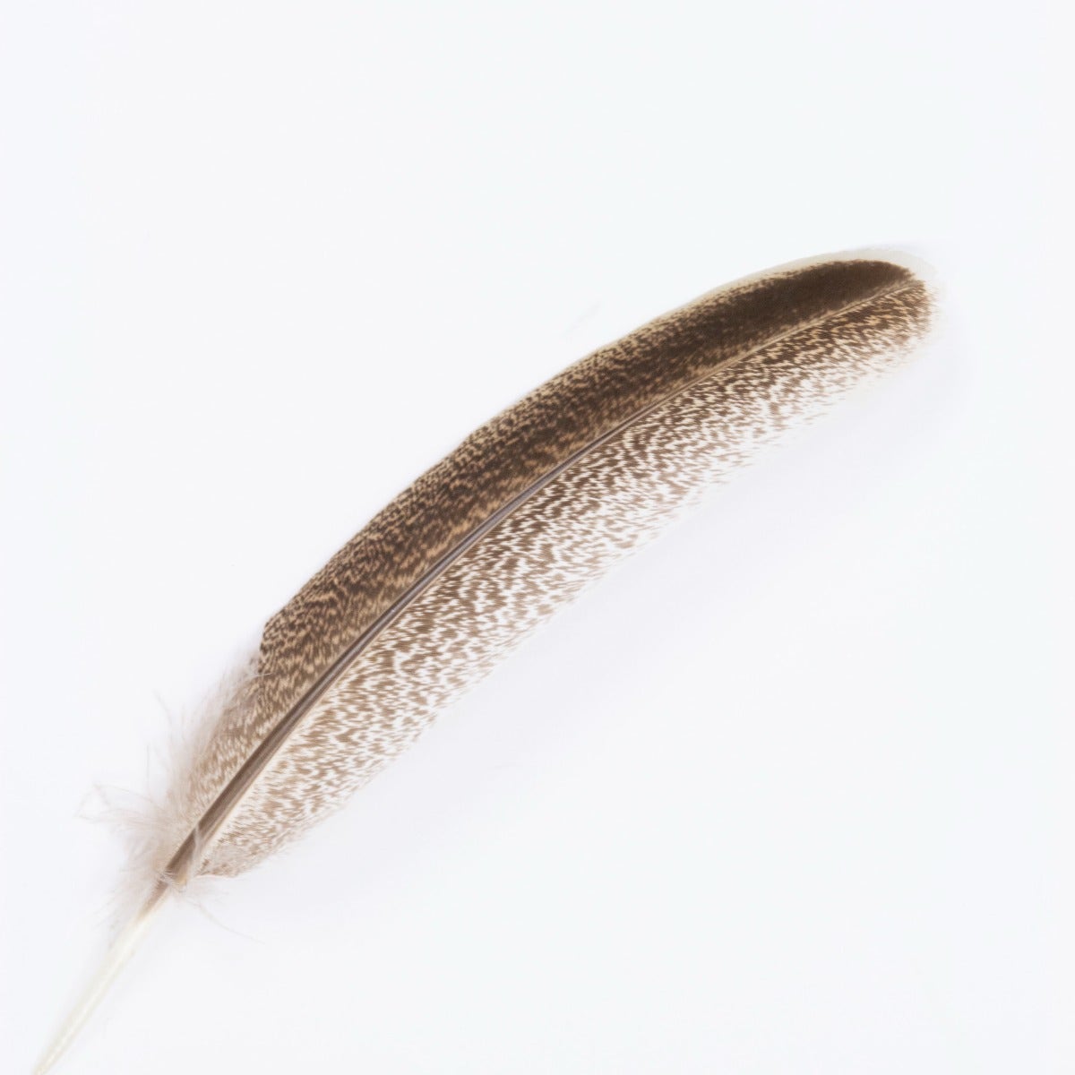 Cinnamon Turkey Quills Selected Feathers - Natural - Feathers