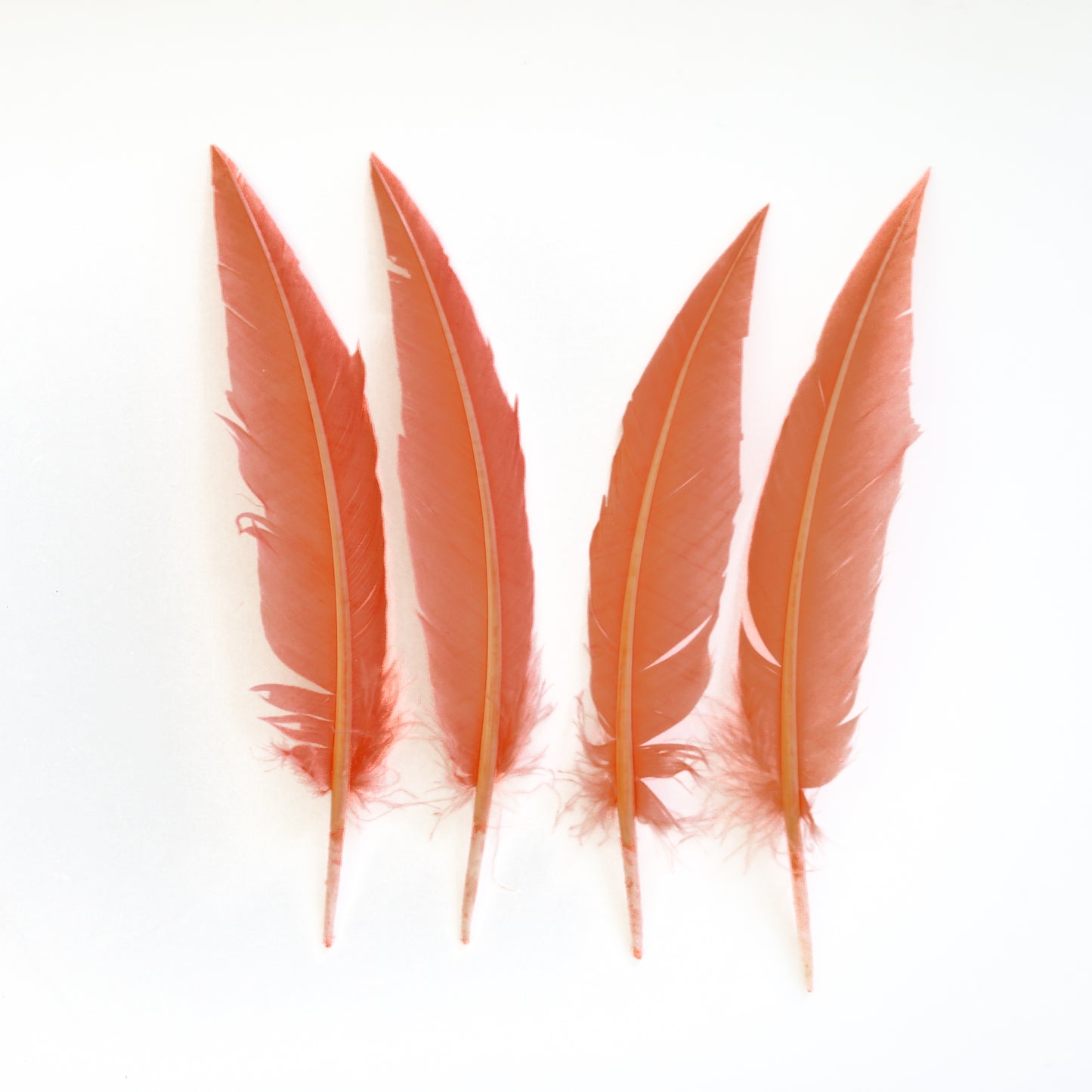 Coral Dagger Turkey Quill Feathers 9-12"