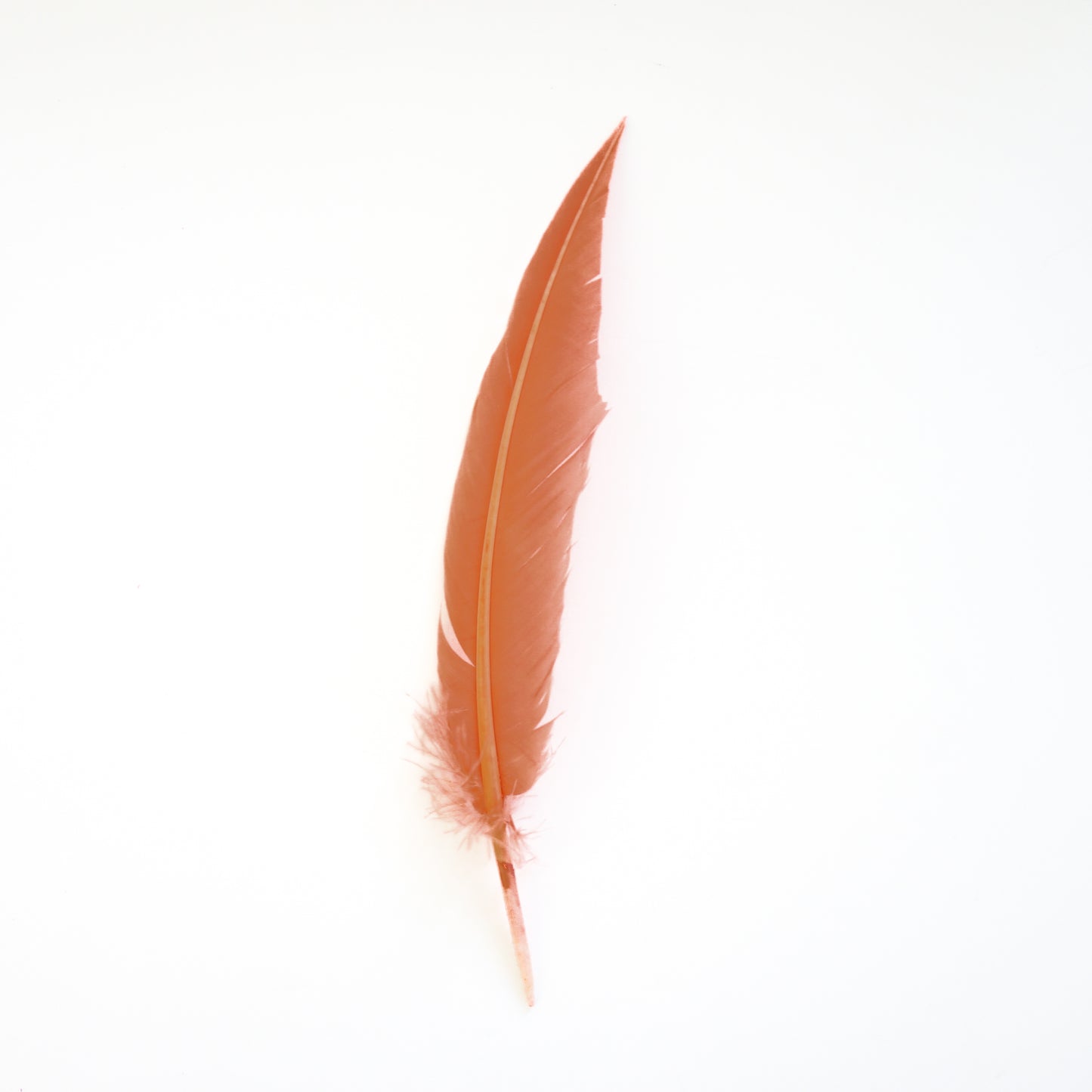 Coral Dagger Turkey Quill Feathers 9-12"
