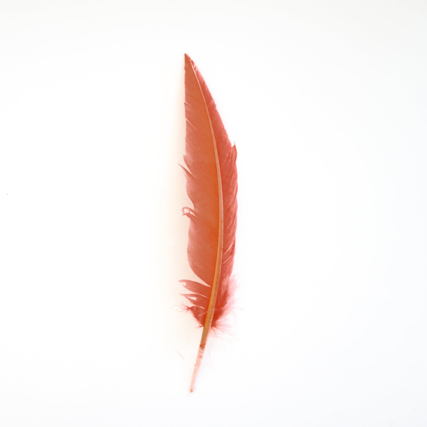 Coral Dagger Turkey Quill Feathers 9-12"