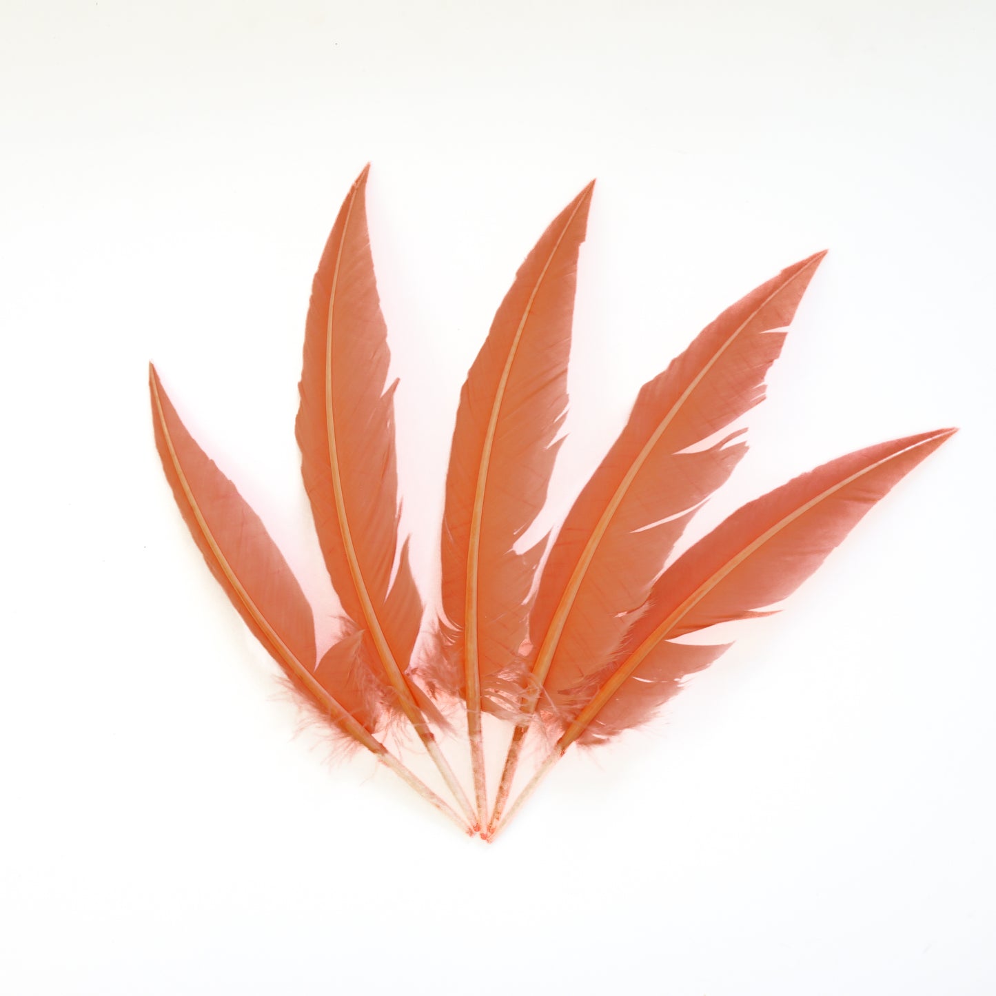 Coral Dagger Turkey Quill Feathers 9-12"