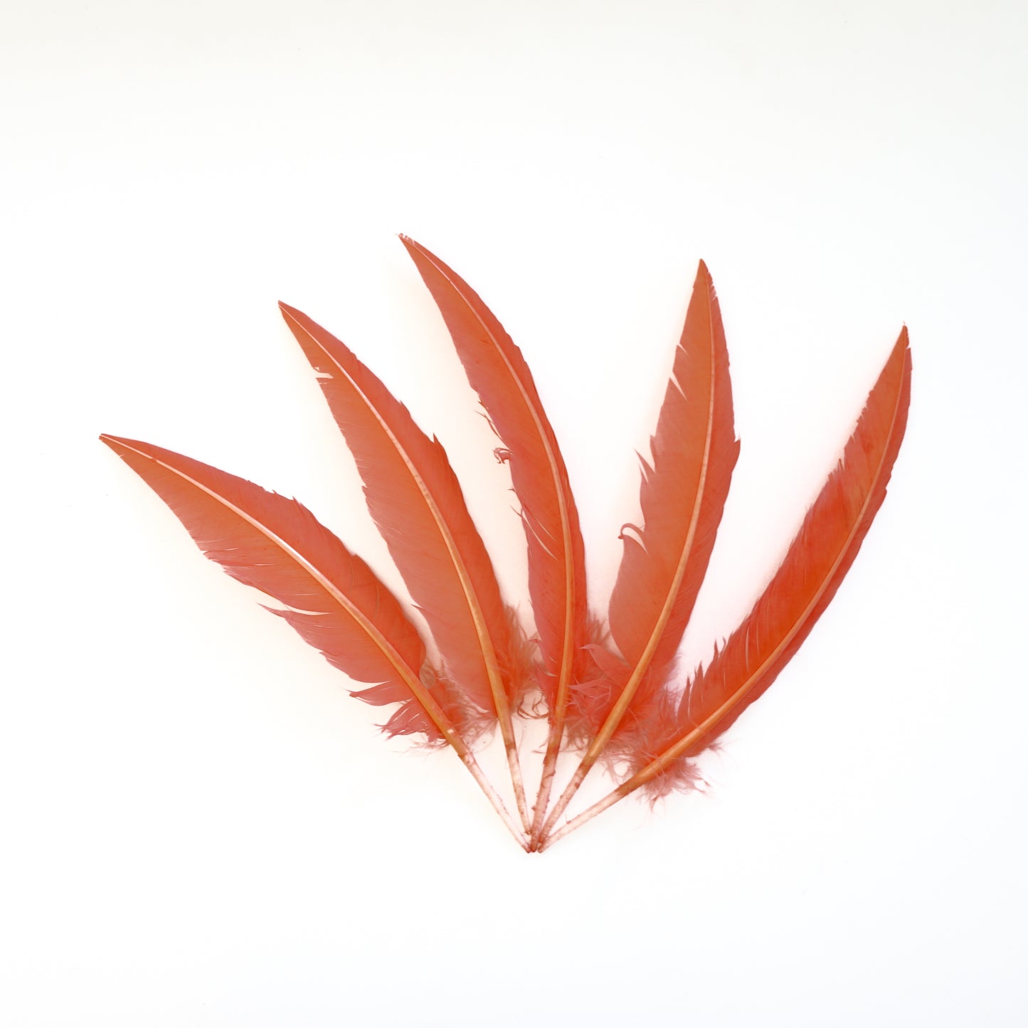 Coral Dagger Turkey Quill Feathers 9-12"