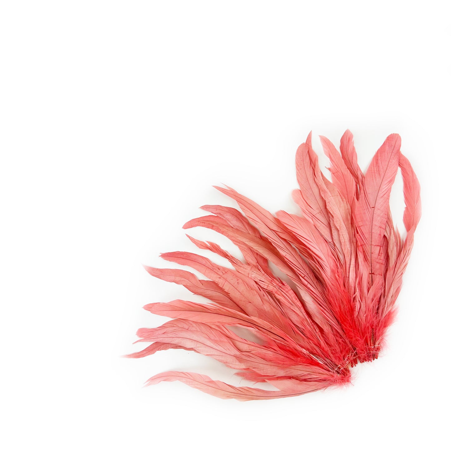 ROOSTER COQUE TAIL FEATHERS BLEACH DYED 7-10” - 25 PC/PKG - Coral