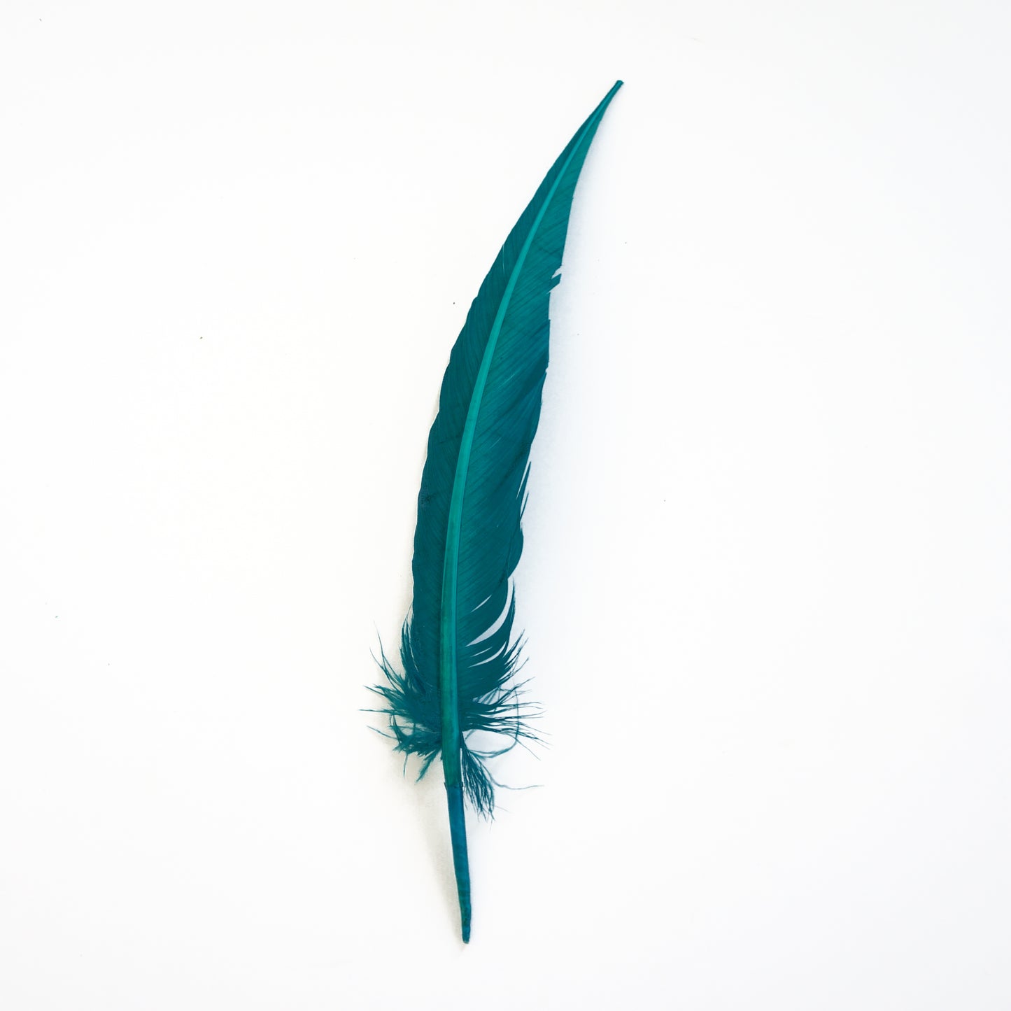 Dark Aqua Dagger Turkey Quill Feathers 9-12"
