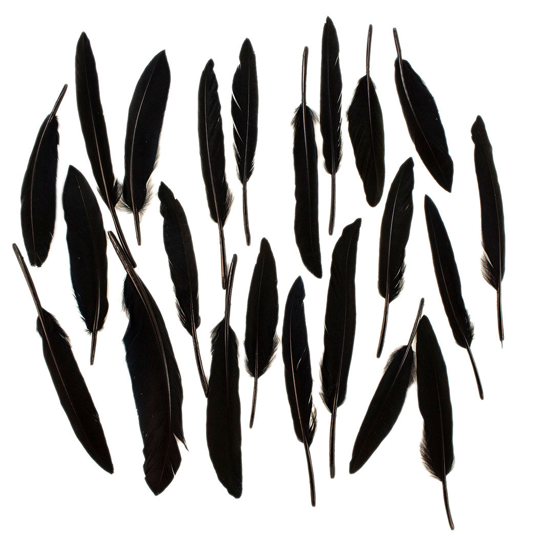 Duck Cosse Feathers - Black - Feathers