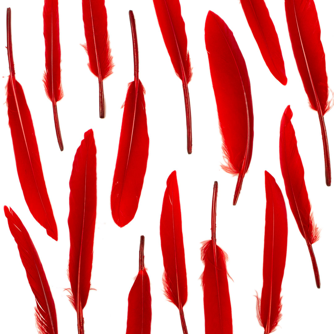 Duck Cosse Feathers - Red - Feathers