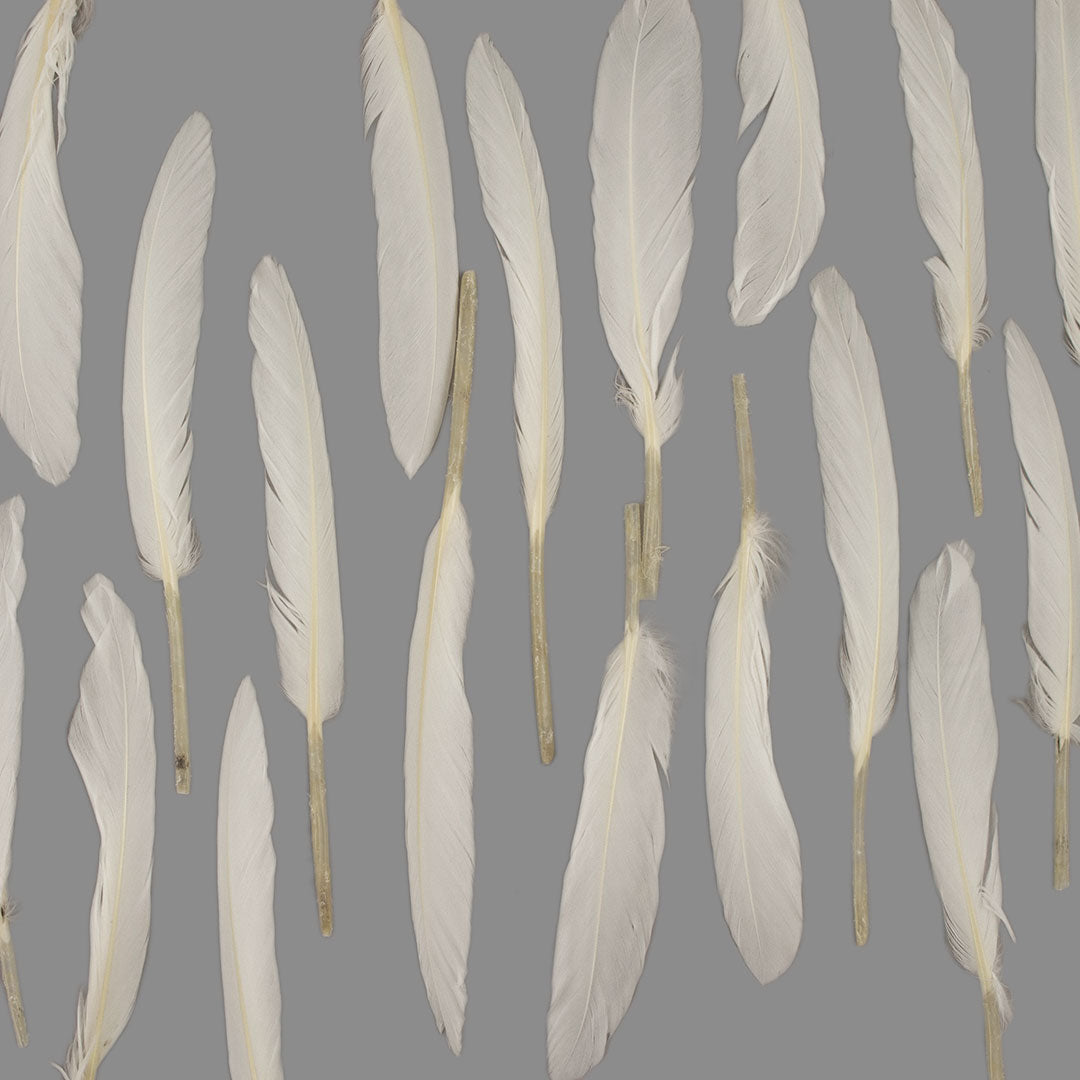 Duck Cosse Feathers - White - Feathers