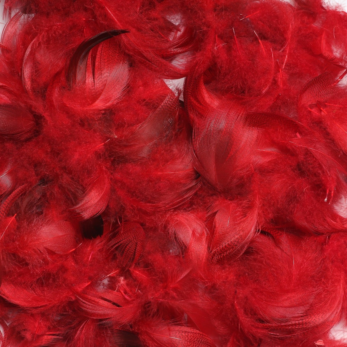 Duck Plumage Mallard Feathers - Red - Feathers