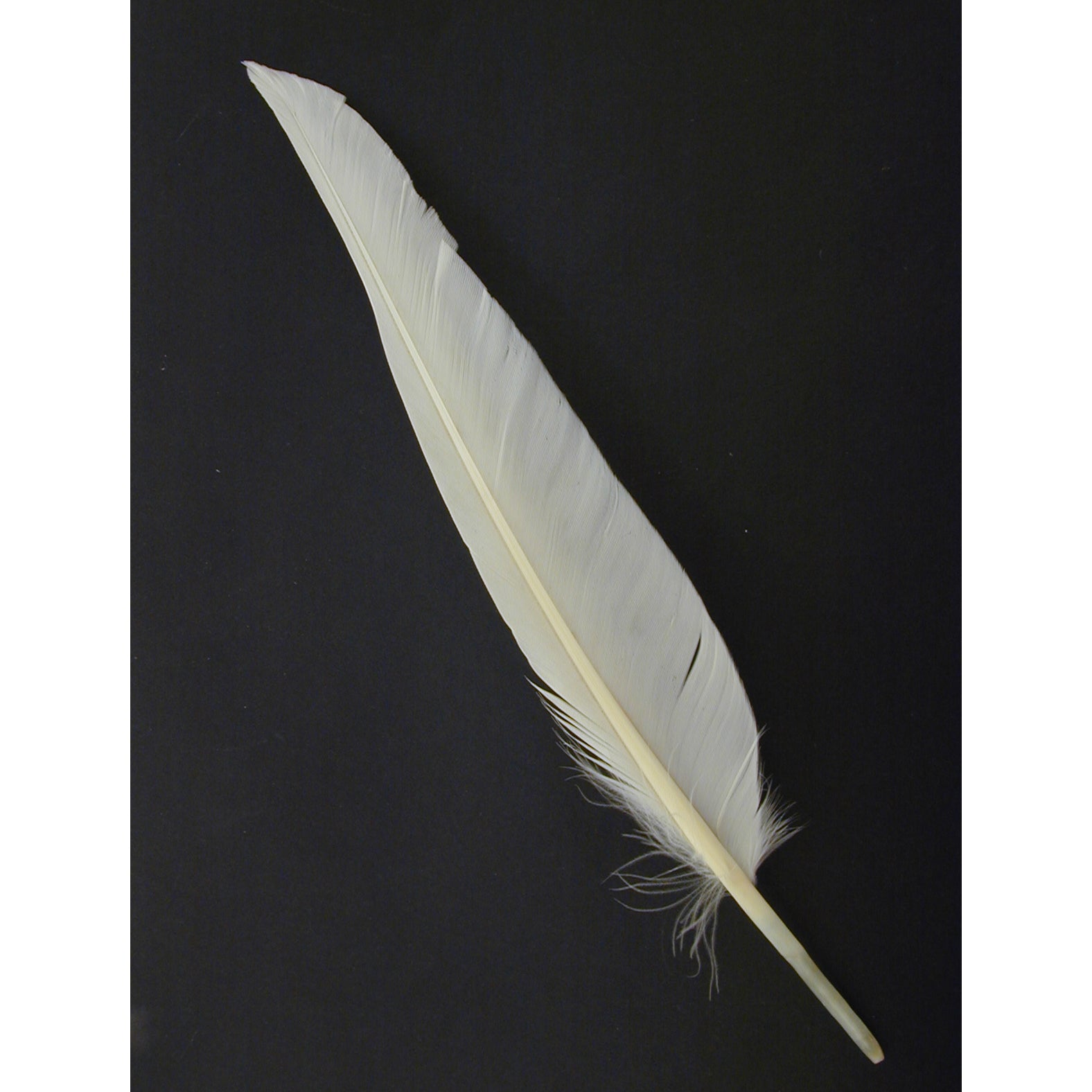 Duck feather best sale