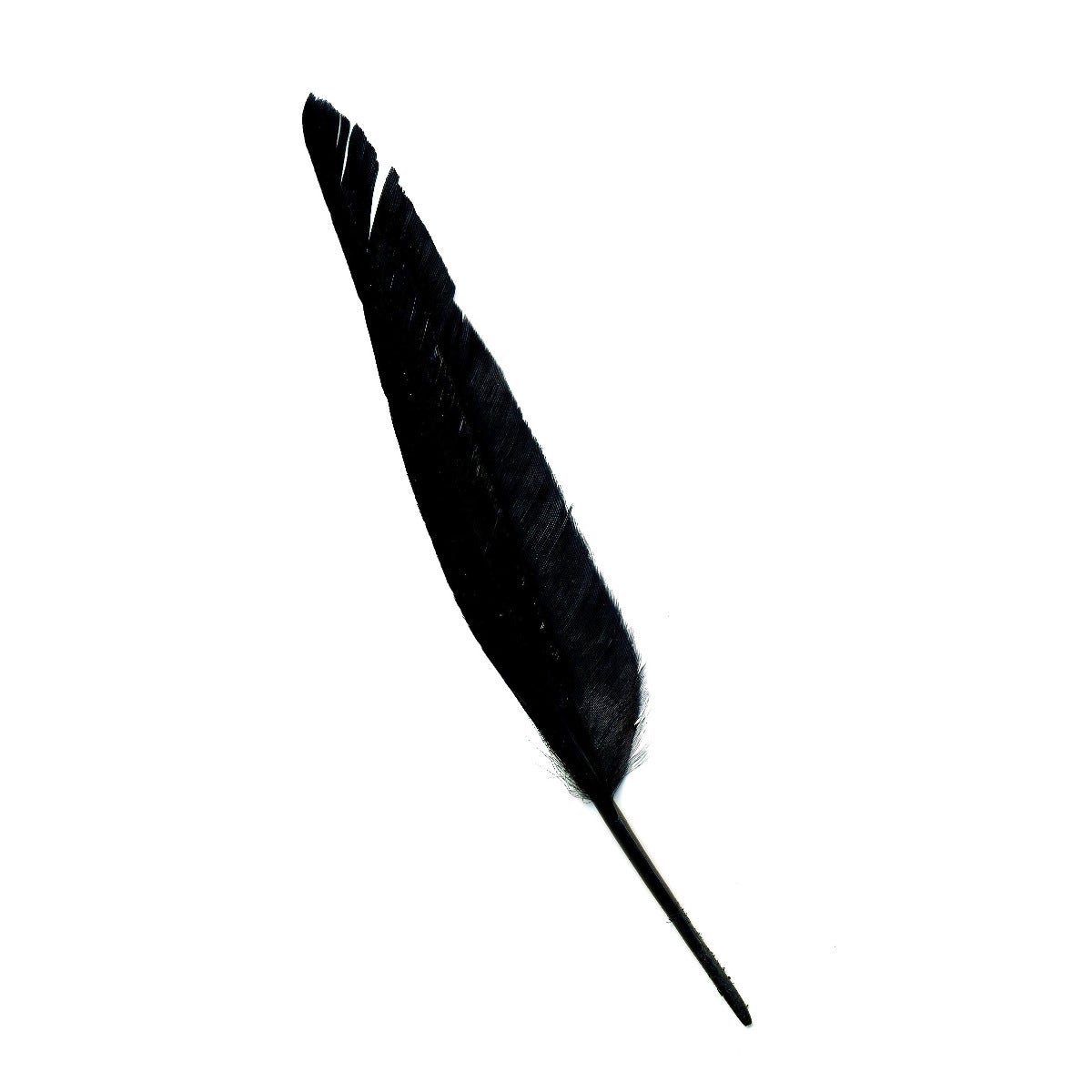 Duck Pointers 200pcs 5-9 inch - Black - Feathers