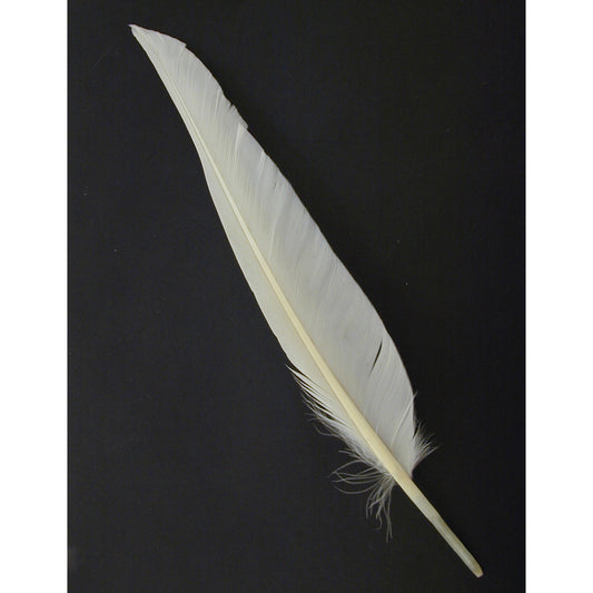 Duck Pointers 200pcs 5-9 inch - White - Feathers