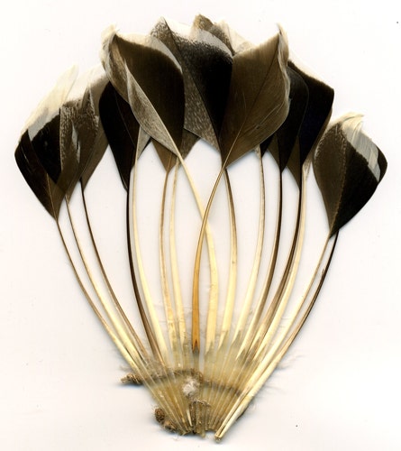 Duck Stripped Center Fan Trim - Bronze/Natural - Feathers