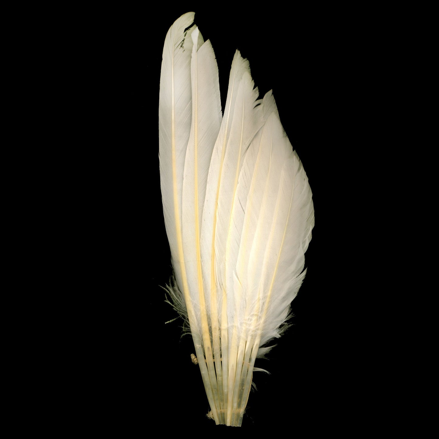 Duck Wing Fan Trim - White - Feathers