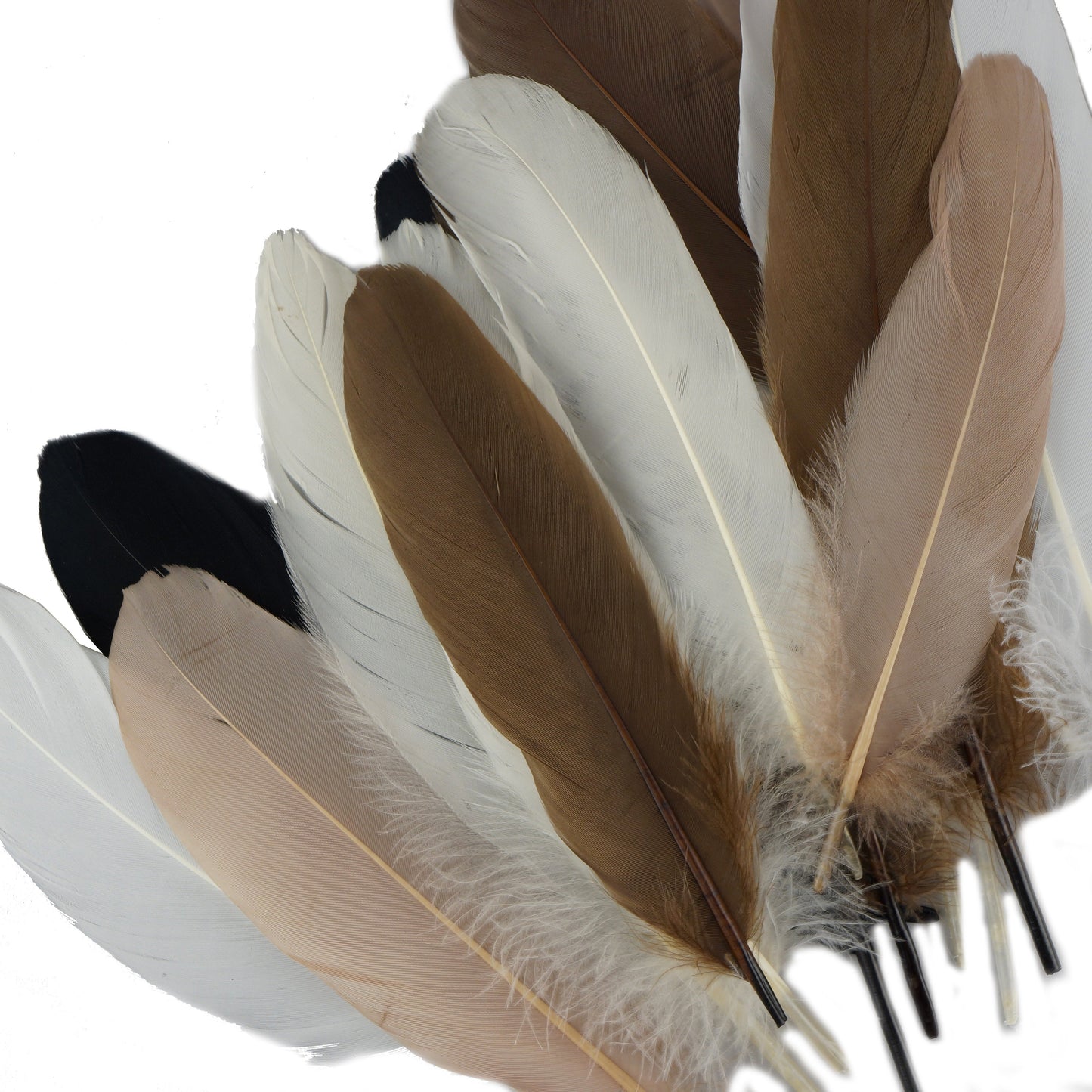 Dyed Goose Pallet Feathers - Neutral Mix - Feathers