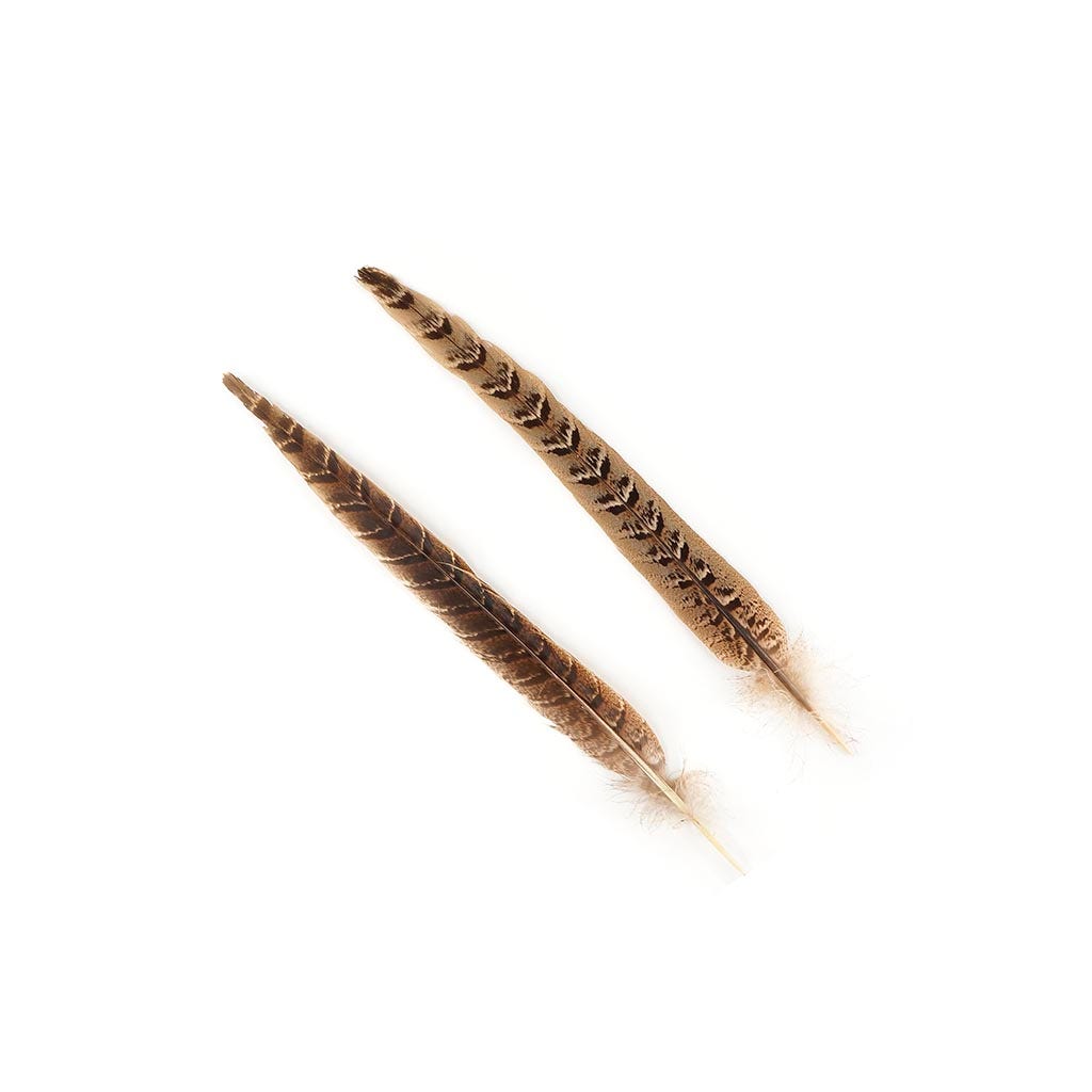 Female Ringneck Pheasant Tails - Natural -10 - 12’’ - Feathers