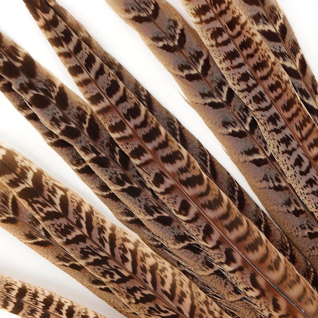 Female Ringneck Pheasant Tails - Natural -10 - 12’’ - Feathers