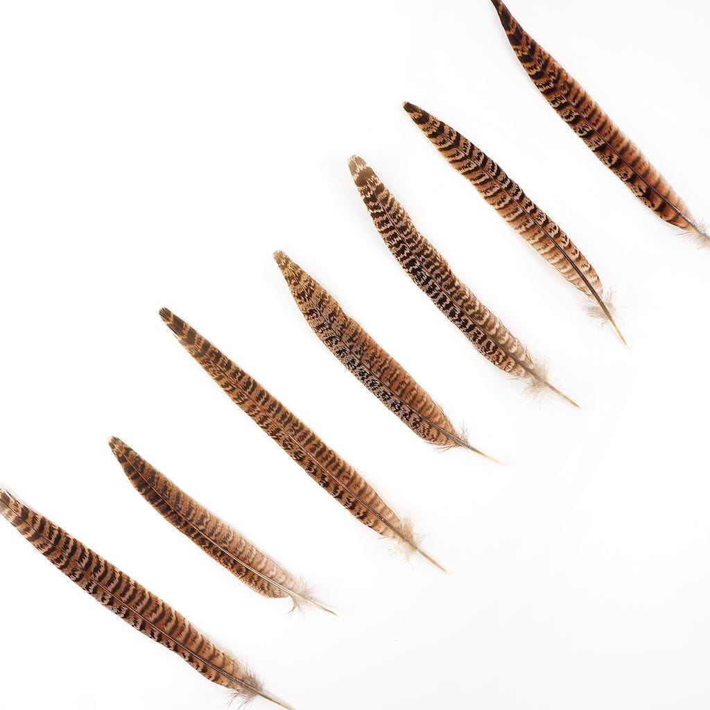 Female Ringneck Pheasant Tails - Natural - 8 - 10’’ - Feathers