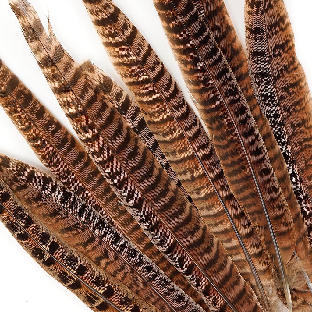 Female Ringneck Pheasant Tails - Natural - 8 - 10’’ - Feathers