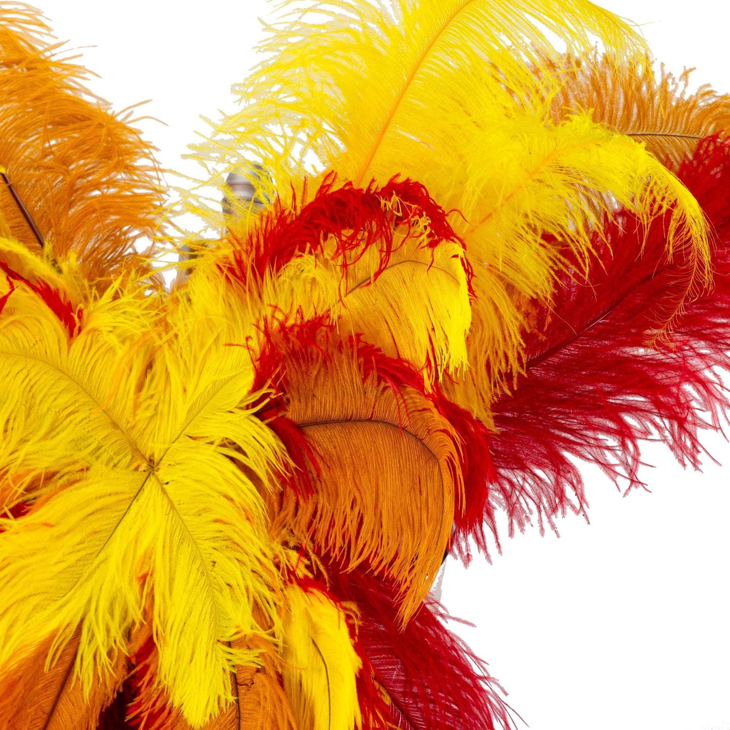 Ostrich Wings Large 31 x 40 inch --Custom