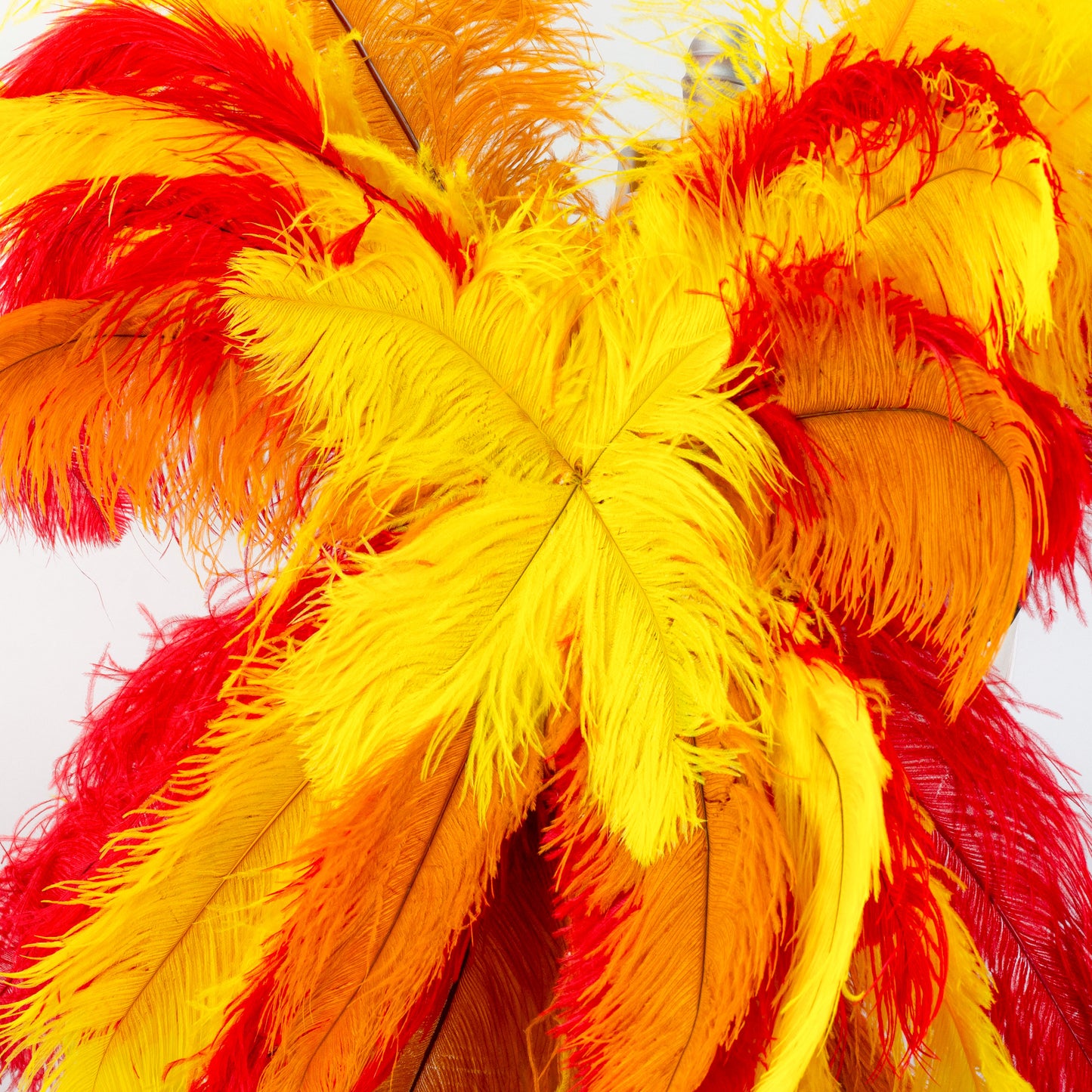 Ostrich Wings Large 31 x 40 inch --Custom