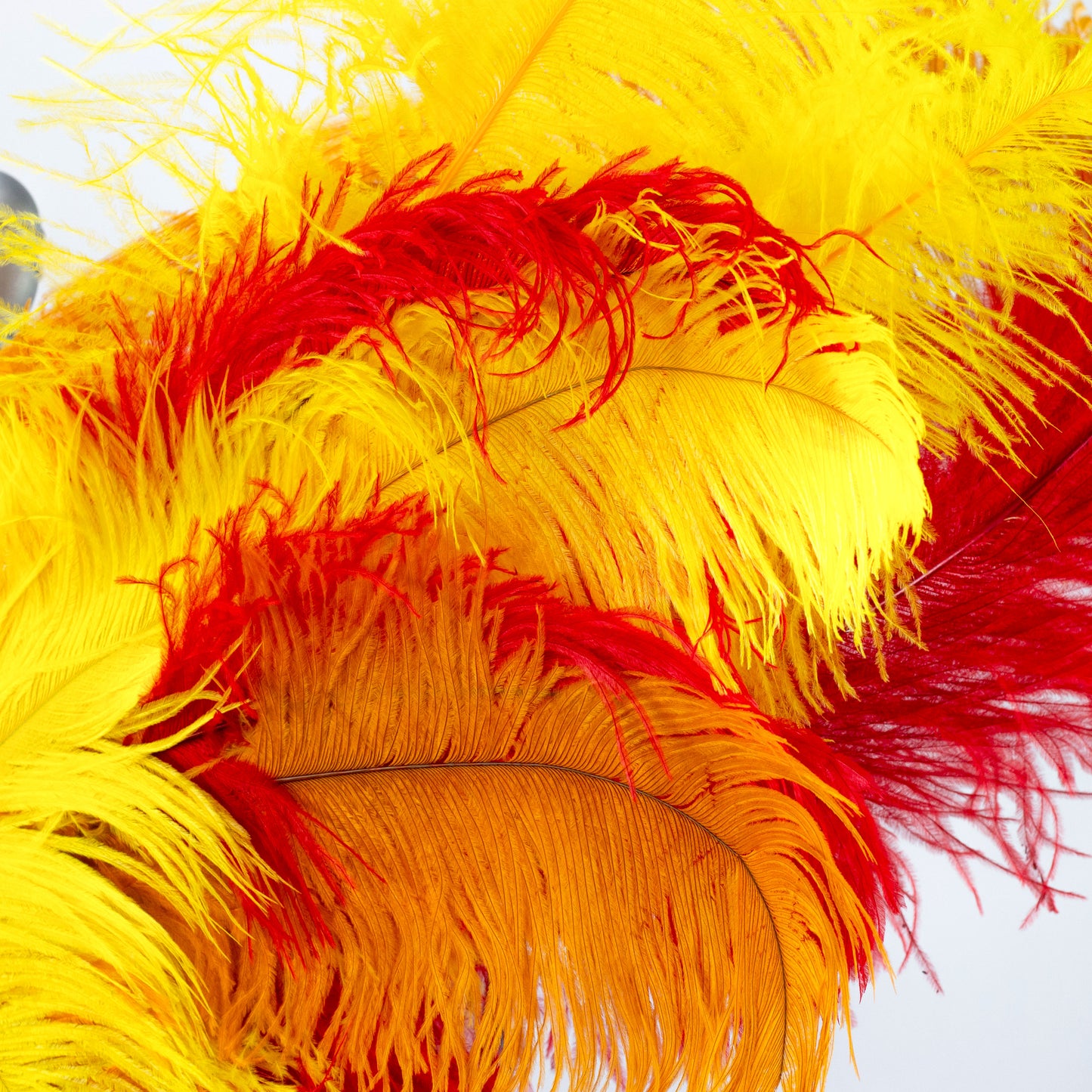 Ostrich Wings Large 31 x 40 inch --Custom