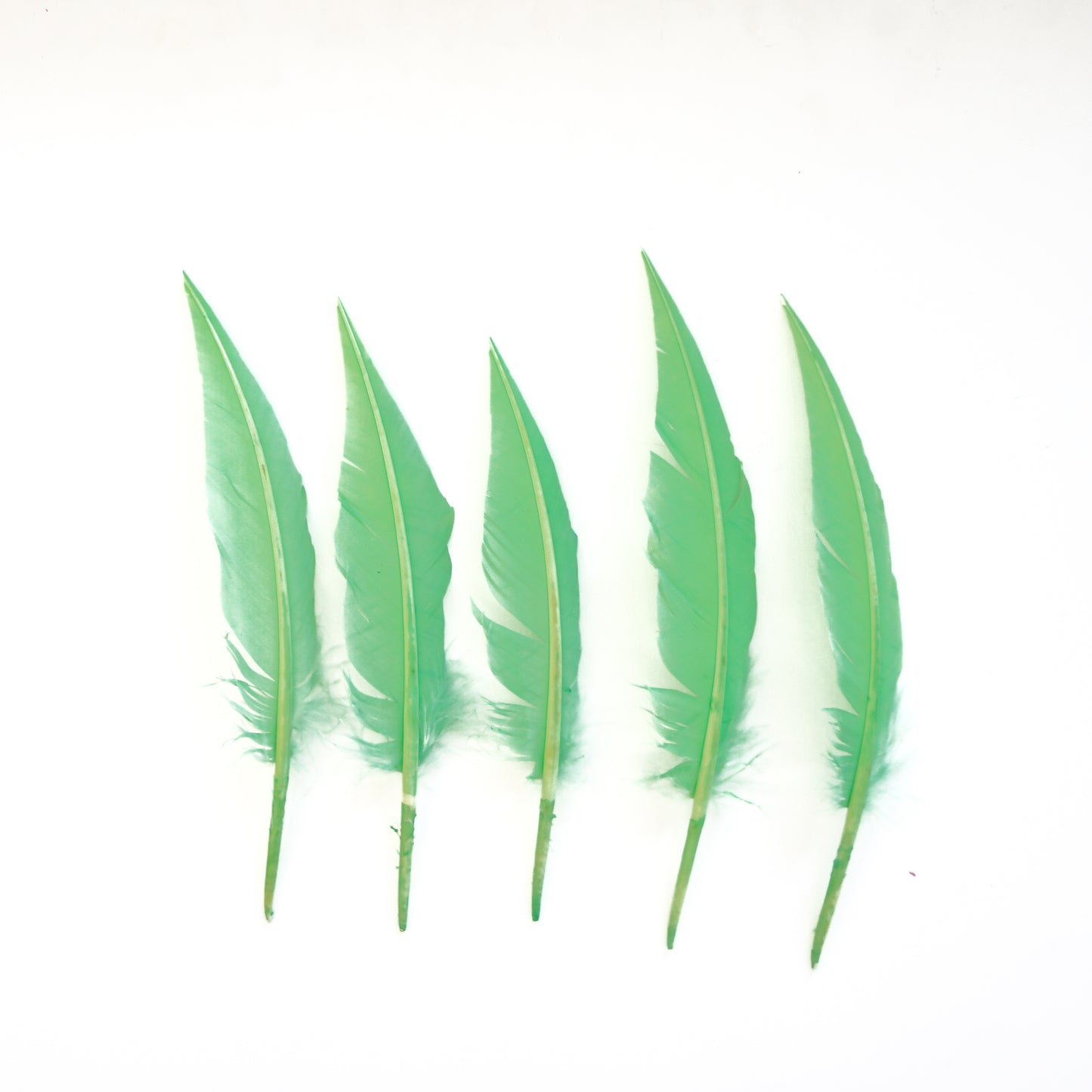 Fluorescent Lime Green Dagger Turkey Quill Feathers 9-12"