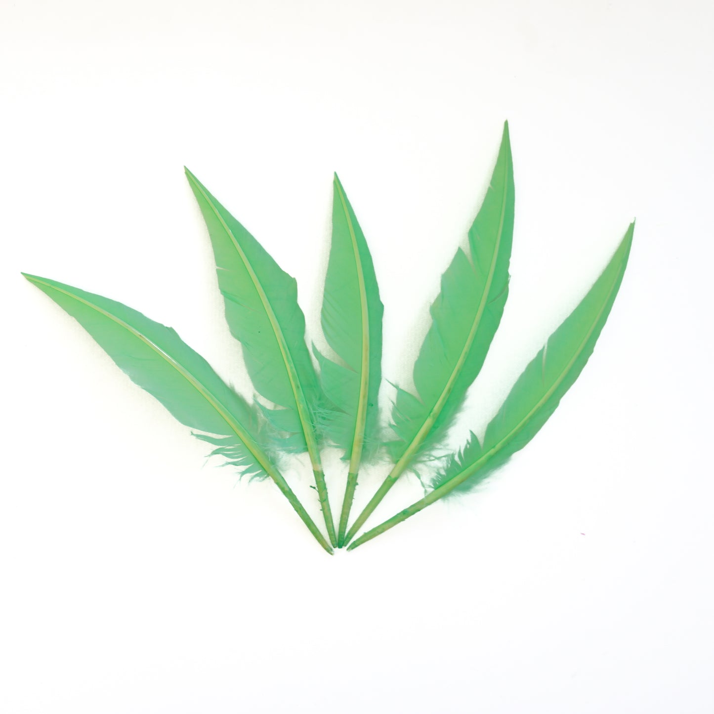 Fluorescent Lime Green Dagger Turkey Quill Feathers 9-12"