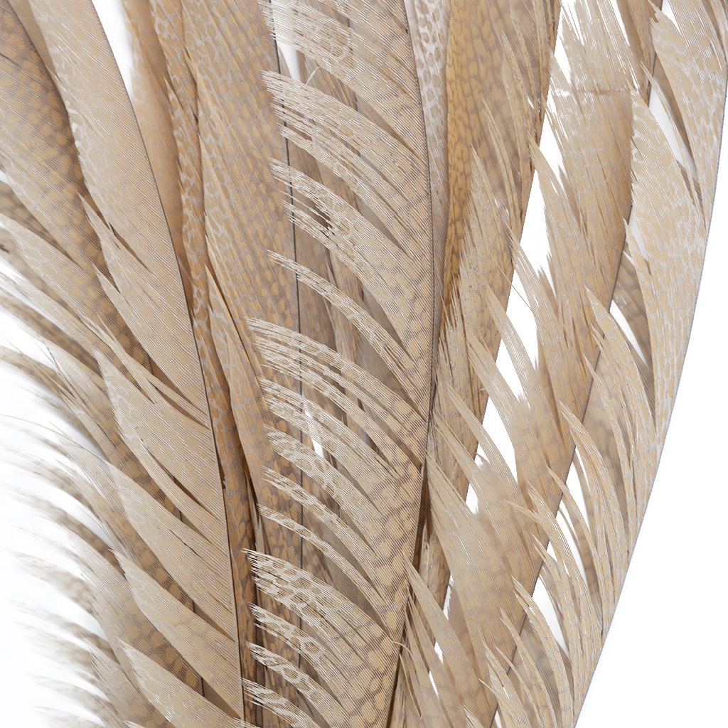 Golden Pheasant Center Tails Dyed Beige - Feathers