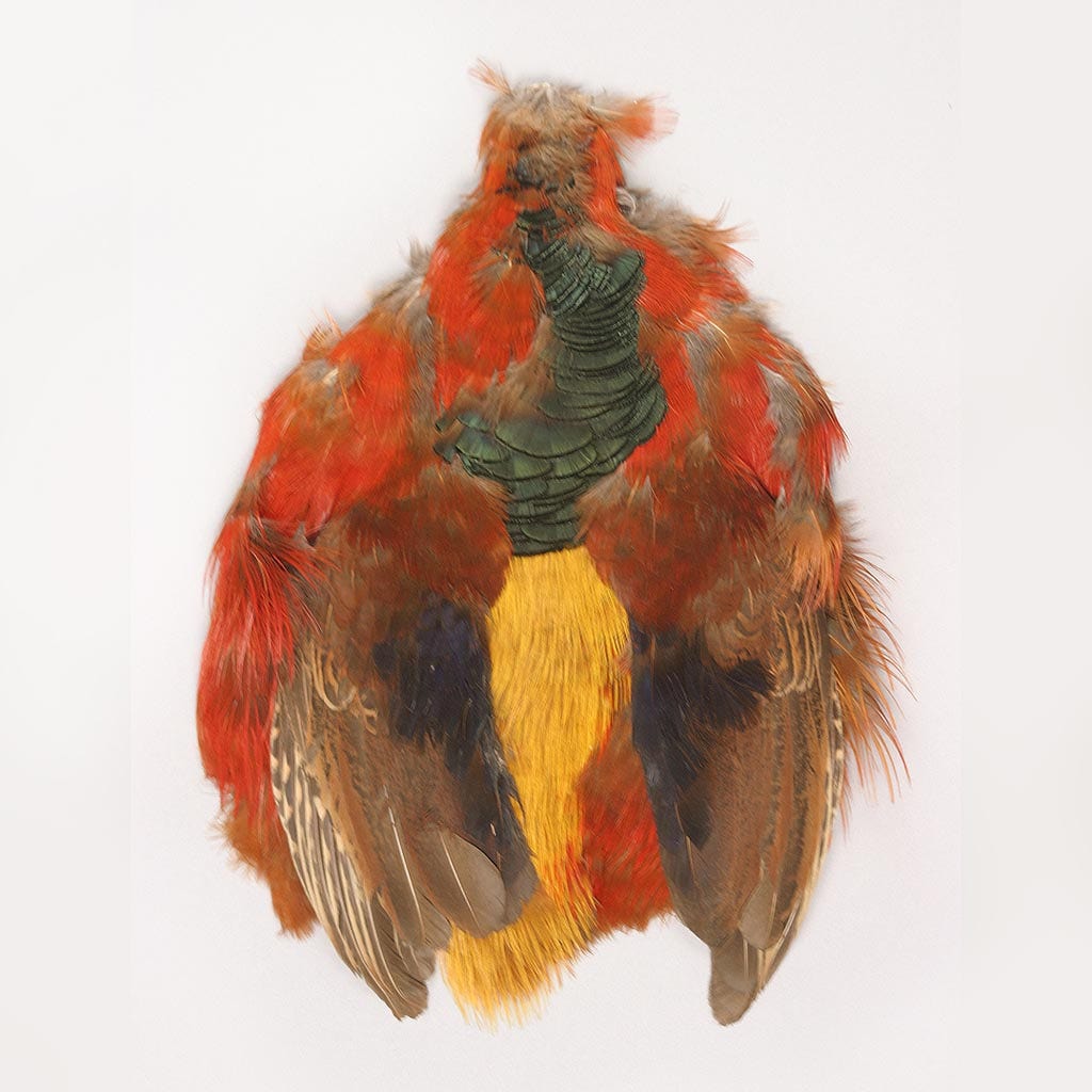 Golden Pheasant Pelt #1 - Natural - Feathers