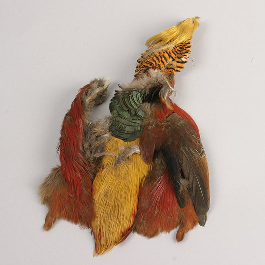 Golden Pheasant Pelt #2 - Natural - Feathers