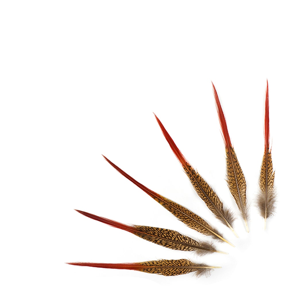 Golden Pheasant Red Top Tail Feathers - Natural - 8 - 10’’ - Feathers