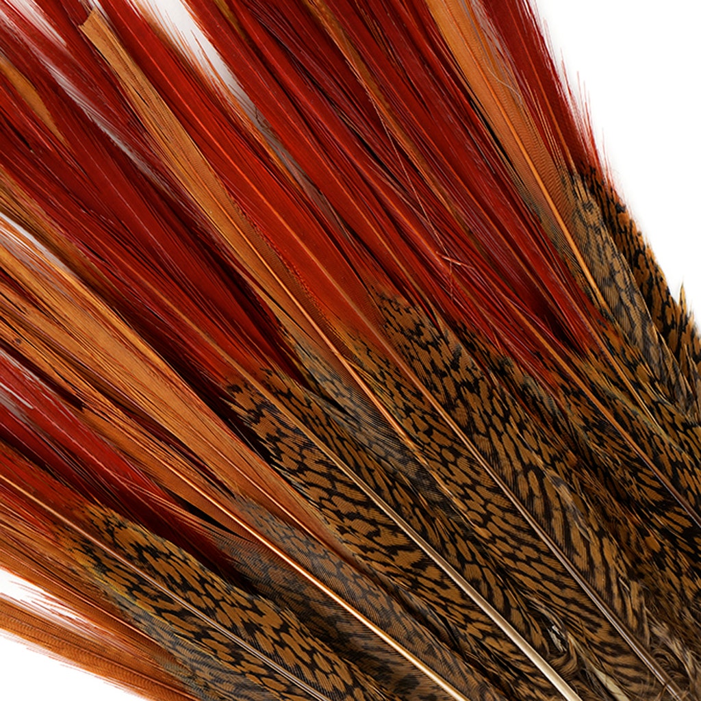 Golden Pheasant Red Top Tail Feathers - Natural - 8 - 10’’ - Feathers