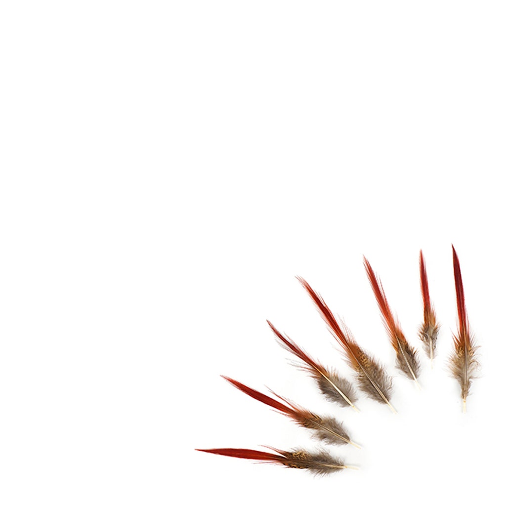 Golden Pheasant Red Top Tails - Natural-4-6’’ - Feathers