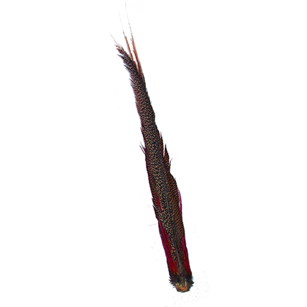 Golden Pheasant Tail Complete - Natural - Feathers