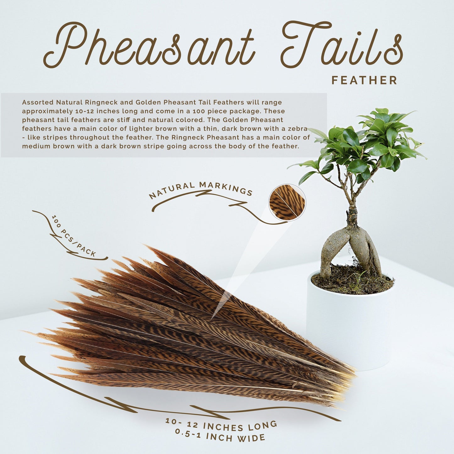 Golden Pheasant Tails Natural - 10 -12’’ - Feathers