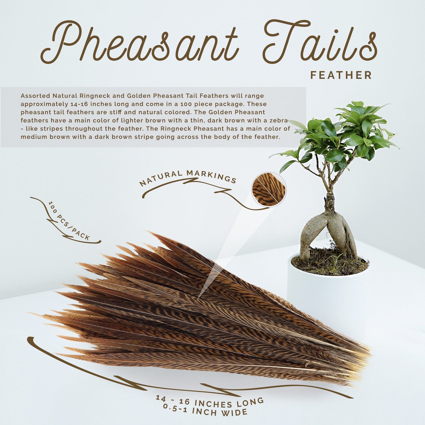 Golden Pheasant Tails Natural - 14 - 16’’ - Feathers