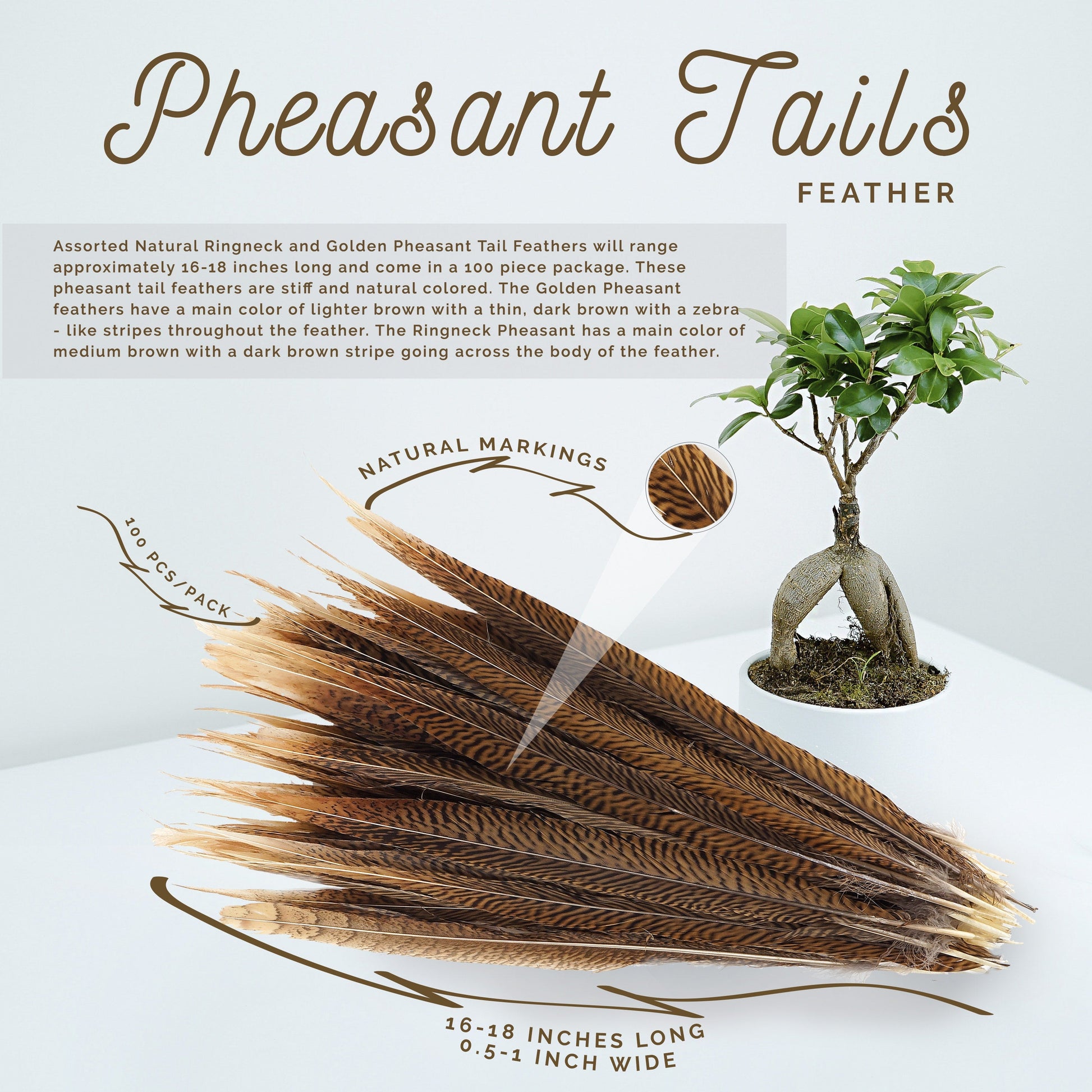 Golden Pheasant Tails Natural - 16 - 18’’ - Feathers