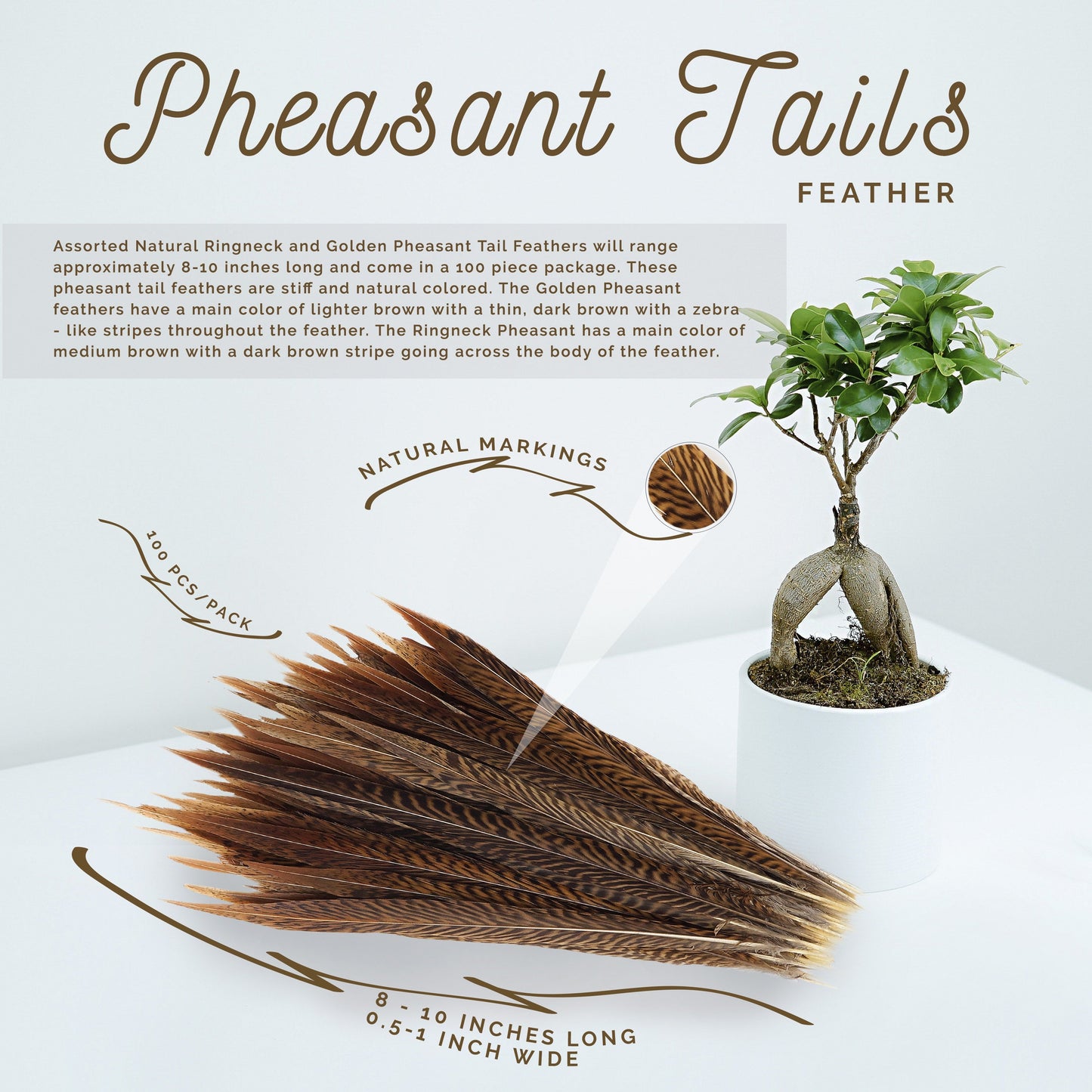 Golden Pheasant Tails Natural - 8 -10’’ - Feathers