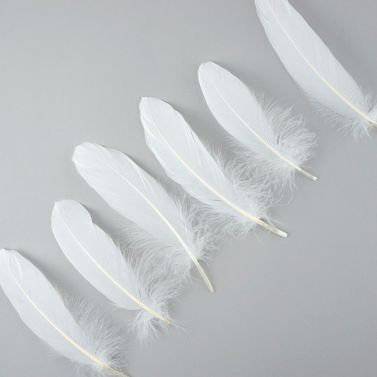 Goose Pallet Feathers 6-8’’ - 12 pc - White - Feathers