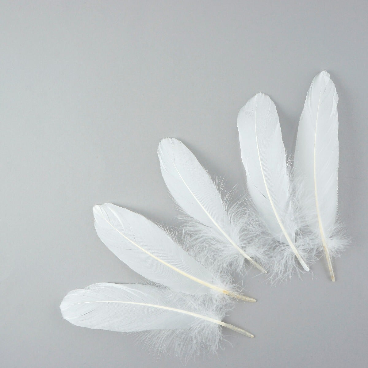 Goose Pallet Feathers 6-8